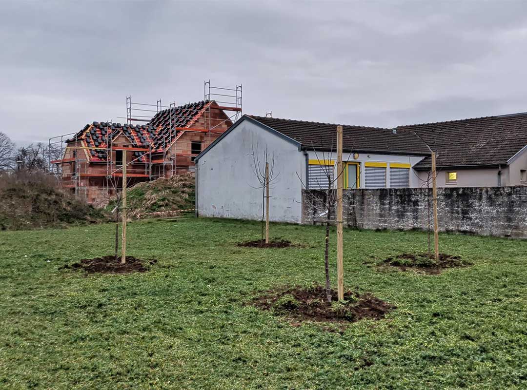 Plantation d'un arbre dans un lotissement avec des maisons en arrière plan