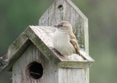 Moineau sur un nichoir