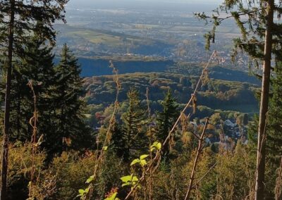 Paysage donnant sur la plaine rhénane arborée