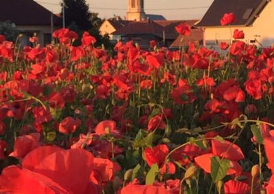 Coquelicot et clocher de la commune de Balgau