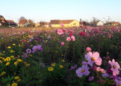 Champs de fleurs multicolores