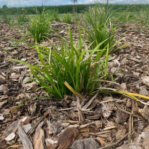 Paillage de plantes vertes