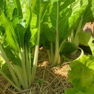 Paillage au pied de plantes vertes