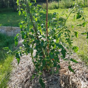 Butte de permaculture pied de tomate