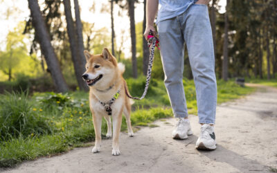 C’est le printemps… tenons nos chiens en laisse pour protéger la faune sauvage.