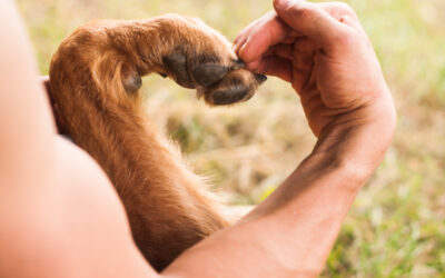 La ComCom s&rsquo;engage en faveur du bien-être animal