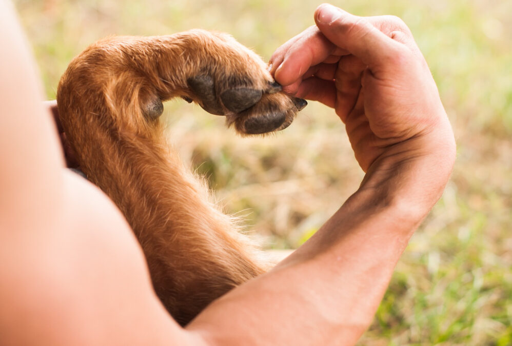 La ComCom s&rsquo;engage en faveur du bien-être animal
