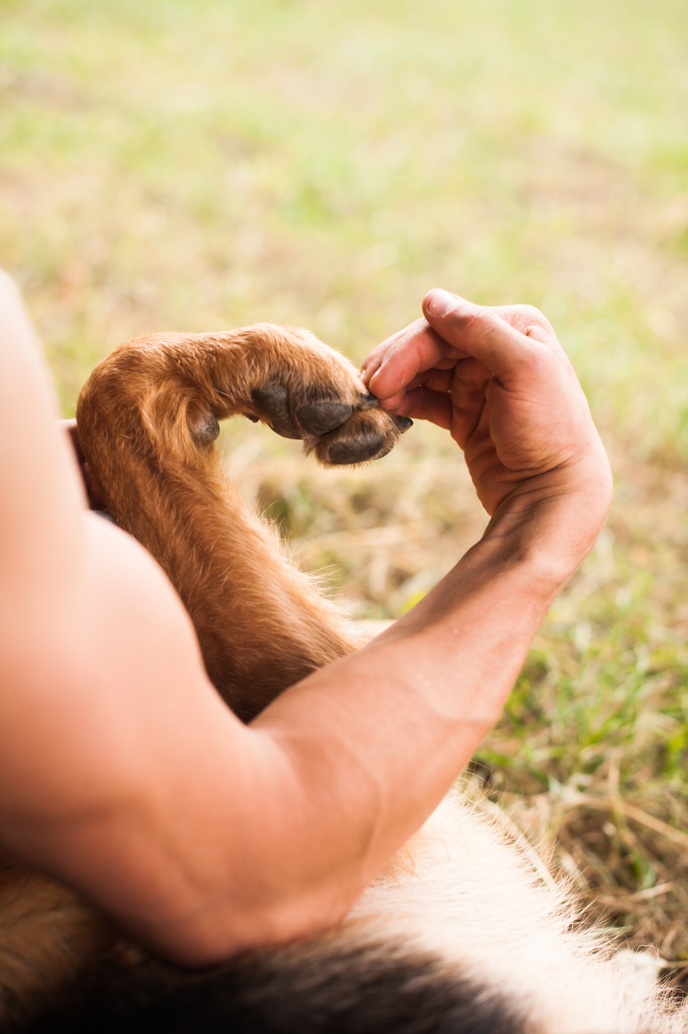 2762 chien et homme coeur