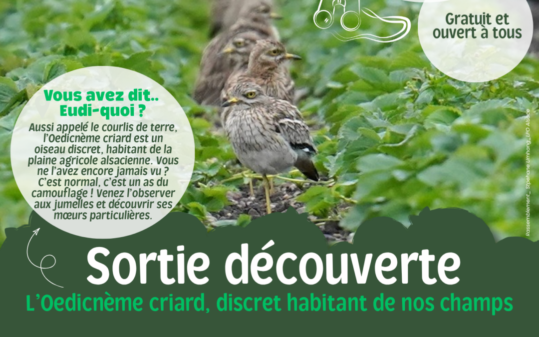 (Re)découvrir et observer l&rsquo;Oedicnème Criard