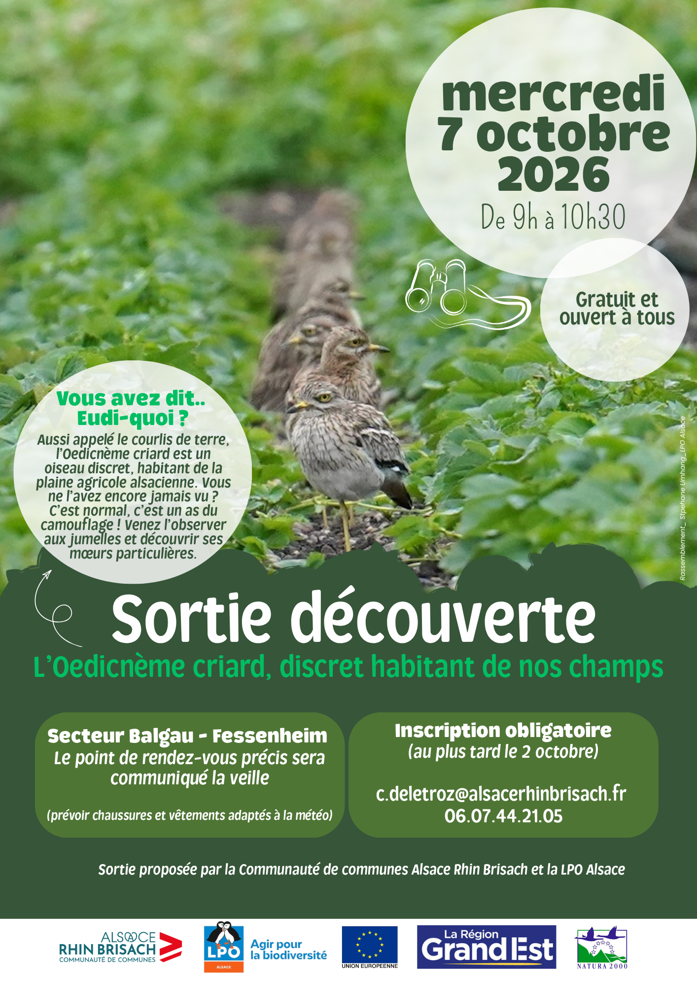 sortie découverte oedicnème criard
