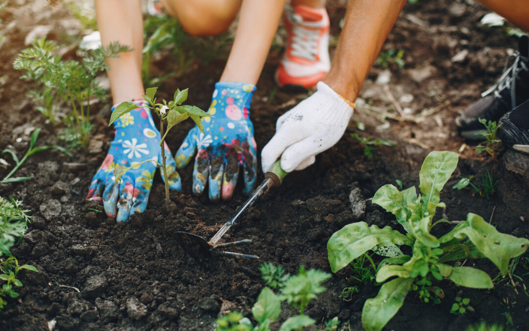 Conférence : Déchets verts et remploi au jardin face au changement climatique